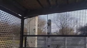 "Сильные" с интересным окрасом - высоколетные  безкружные голуби г. Горловки. Николаевские Голуби.