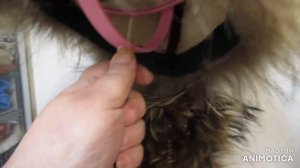 Национальный башкирский зимний бурек,сшила внуку для школы