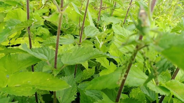 В летний ДЕНЬ🌞остановись. ПОСТОЙ💥Послушайте со МНОЙ 💯, как ОН 🦗поёт стрекотун-КУЗНЕЧИК 👍 смотреть онлайн