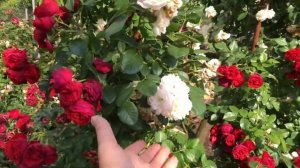 Роза Манора , новинка 2020г от Tantau , флорибунда или плетистая ?