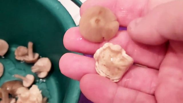 Рядовка Майская/Энталома Садовая/Различае грибов