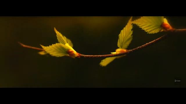 VIDEO TEST Sony A58. Garden VSUES смотреть онлайн
