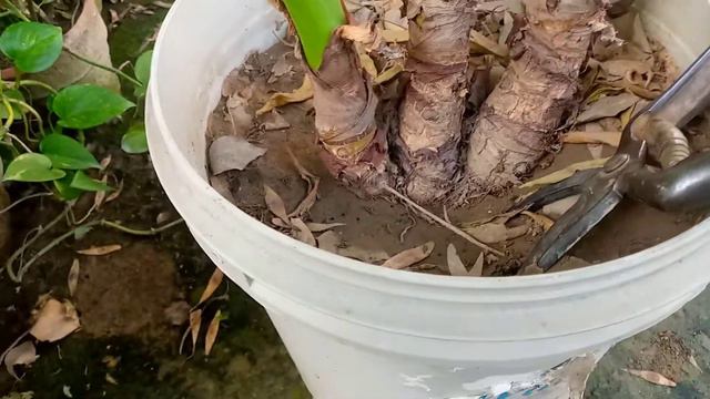 elephant plant ki cutting kaise lagaen смотреть онлайн