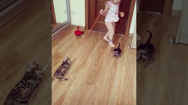 бенгальская кошка и ребенок - Lantana Fly - 