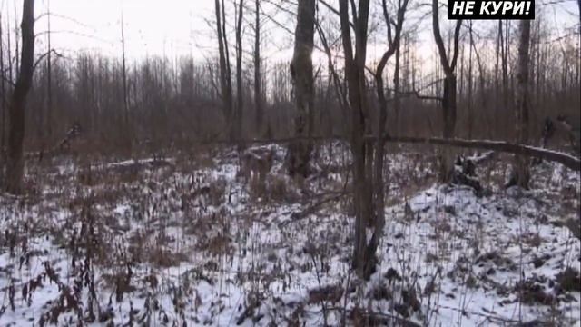 Охота с лайкой на куницу . 2018 смотреть онлайн