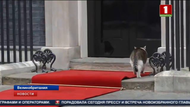 Коту Ларри удалось снять сливки переговоров между Королевством и США смотреть онлайн