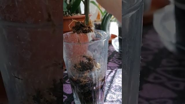 Как отрастить корни черенка замиокулькаса смотреть онлайн