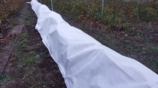Укрываем ежевику агроспаном 60 в 2 слоя. Пригород Воронежа.
