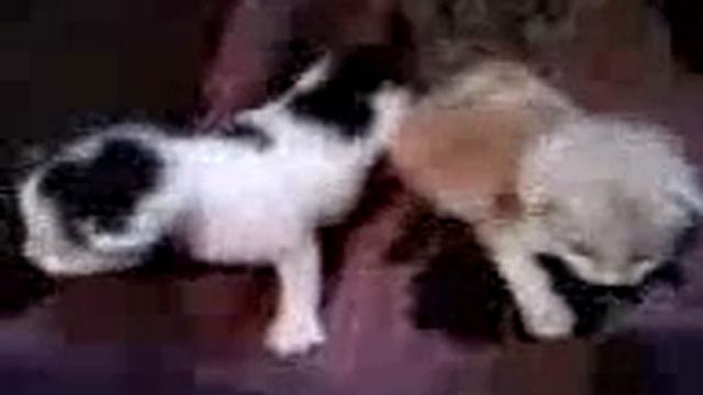 Кошка Машка и котята смотреть онлайн
