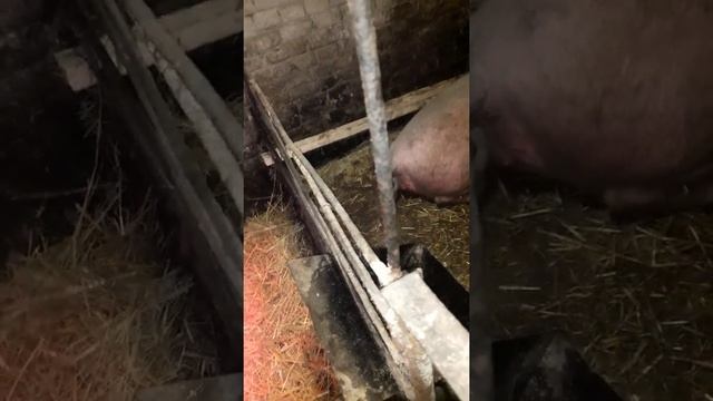 Домашнее свиноводство. Борьба за прирост. 6 месяцев 100 кг. Чем и как кормить. смотреть онлайн