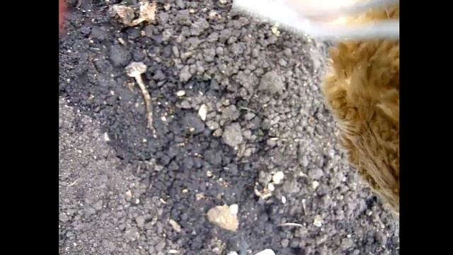 Посадка ЛУК НА ГРЕБНИ. Морковь посев весной. СУПЕР СПОСОБОМ "ПЛЕВОК" Смешанные Посадки на грядке смотреть онлайн