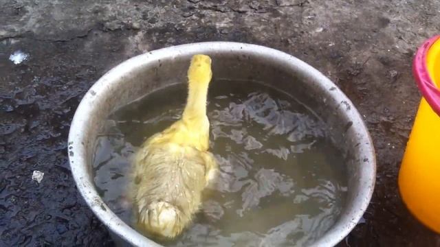 Прикольный гусенок плавает в воде смотреть онлайн
