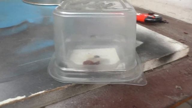 Жизнь Мухи 5-9 день / Как приживутся 2 мухи вместе? смотреть онлайн