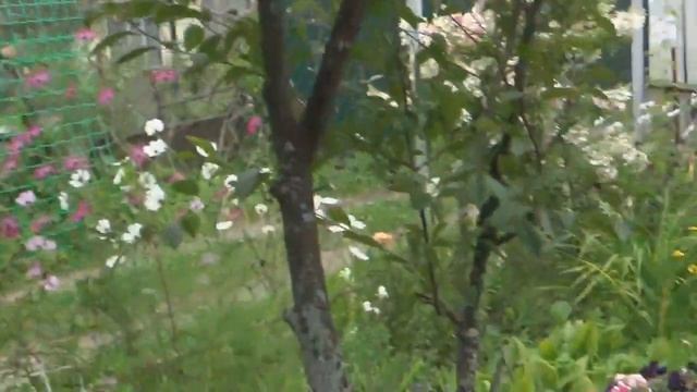 Дача.Август.Холод и цветы/05.08.2019г. смотреть онлайн