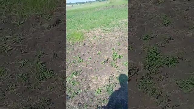 Разрабатываем 2 гектара целины готовим под паровую пшеницу на осень!!!! смотреть онлайн