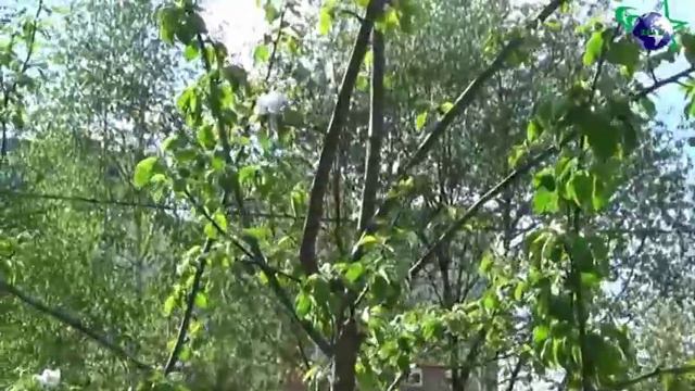 Музыкальная передача смотреть онлайн