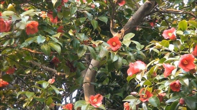 봄꽃나무 (1)-동백나무. Flora of Korea, Camellia japonica смотреть онлайн