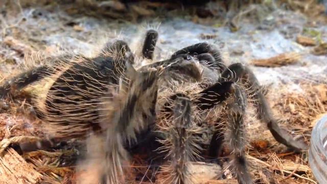 Усы, Лапы, Хвост # Паук Brachypelma Albopilosum смотреть онлайн