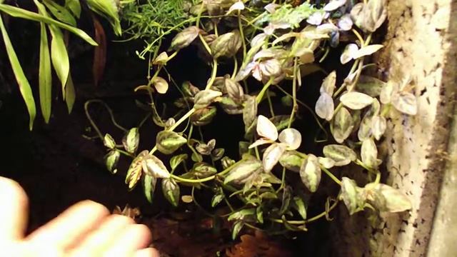 Pellionia repens смотреть онлайн