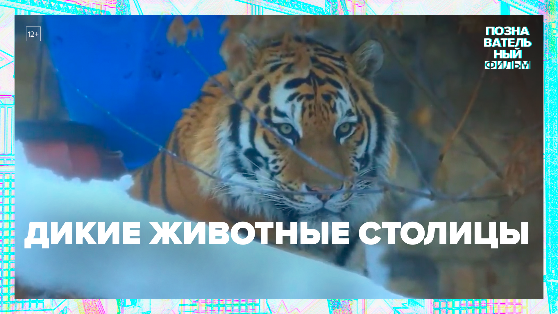 Дикие животные Москвы — Москва24|Контент