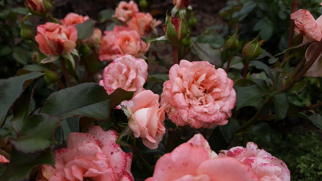 Розы первогодки, поразившие обилием цветов! Северо-Западный регион