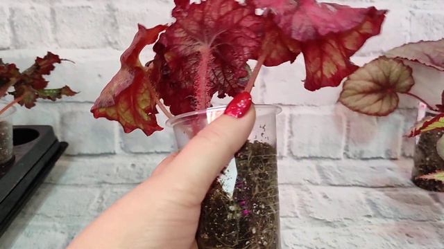 Часть 5. Присваиваем номерки сеянцам бегоний. смотреть онлайн