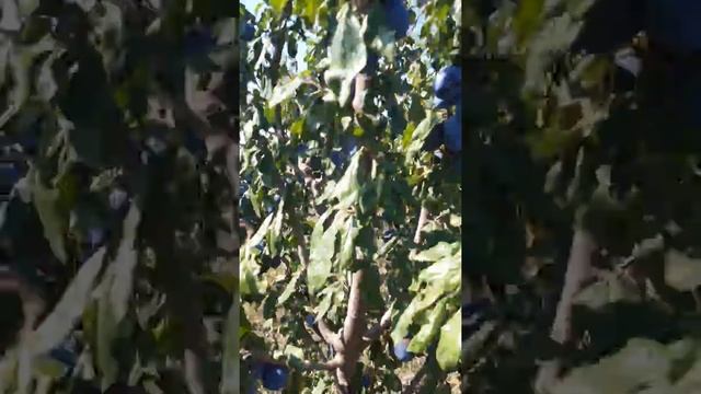 Легендарный сорт сливы Топ-хит смотреть онлайн