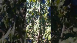 Легендарный сорт сливы Топ-хит