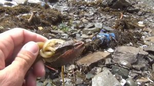 Сбор морепродуктов после шторма. Берег японского моря. поиск ракушек после шторма.