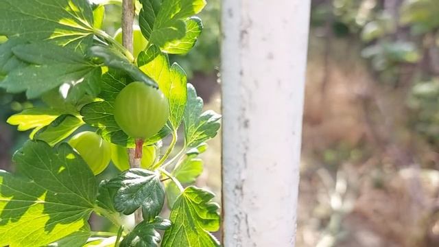 Ribes uva-crispa (agrişe, agrişul european, pomuşoare, struguri spinoşi, Ribes grossularia) смотреть онлайн
