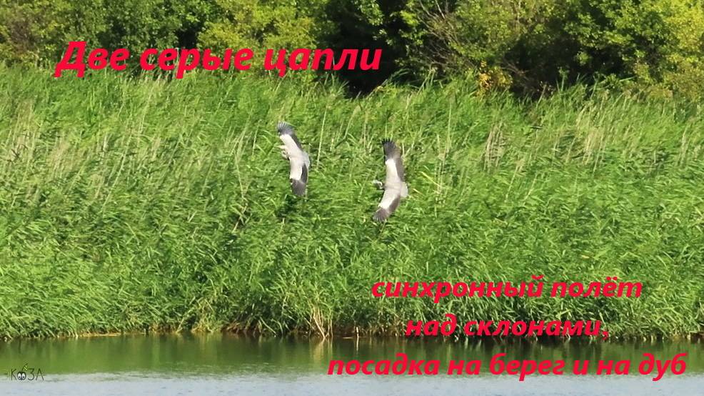 Две серые цапли на склонах у пруда: синхронный полёт, посадка на дуб, цапля на одной ноге. 09.08.24 смотреть онлайн