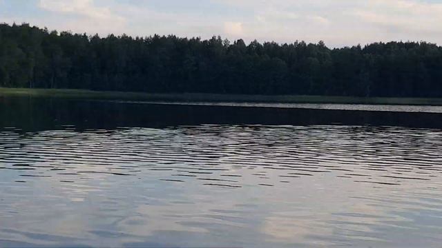 Лещь, много леща. Июль. Вечерний подем погрется. смотреть онлайн