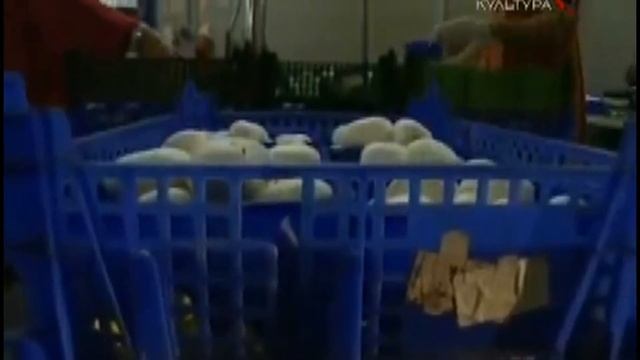Шампиньоны выращиваем дома смотреть онлайн