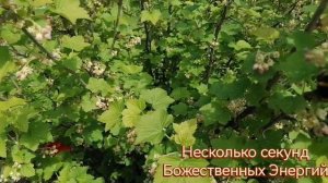 Несколько секунд ☀️?☀️Божественных Энергий.mp4