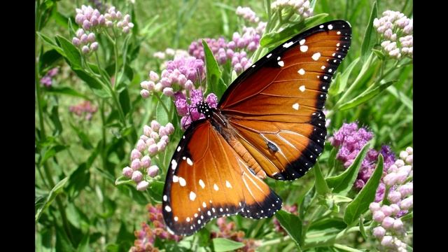 Марина Цветаева "Ошибка" смотреть онлайн