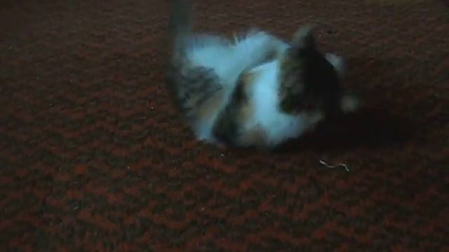 Cute Hairy Pussy =) смотреть онлайн