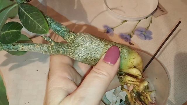 156)У АДЕНИУМА СТАЛ МЯГКИМ КАУДЭКС....НАВЕРНО ГНИЛЬ?....БУДЕМ СПАСАТЬ?⛑️