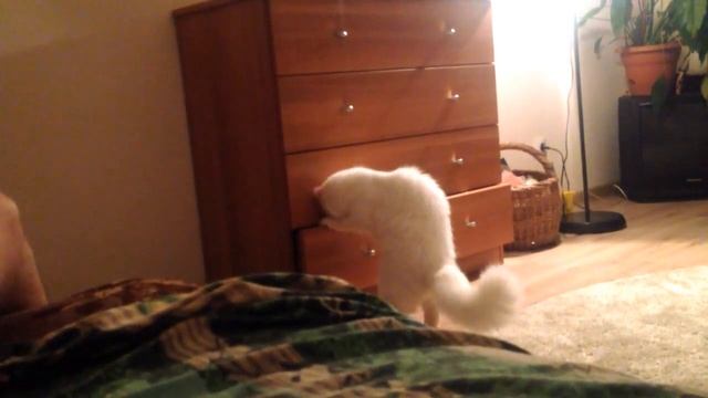 Застрявшая лапа у кошки или нехер лезть смотреть онлайн