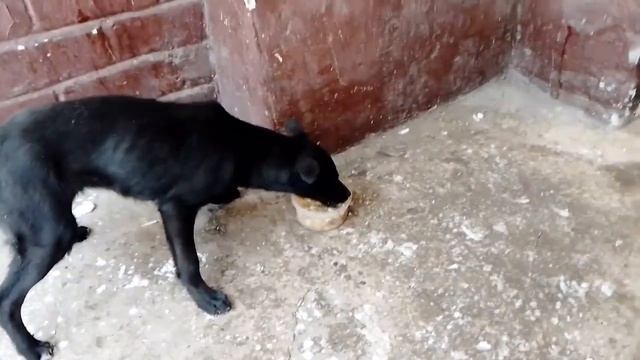 Первый раз мы вывели Рикки на улицу! *Покормили и вывели в туалет! Приучаем к туалету* смотреть онлайн