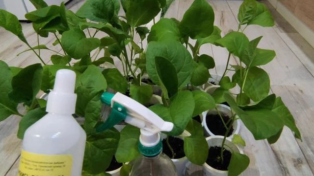 Про баклажаны, перекись водорода и фитоспорин. смотреть онлайн