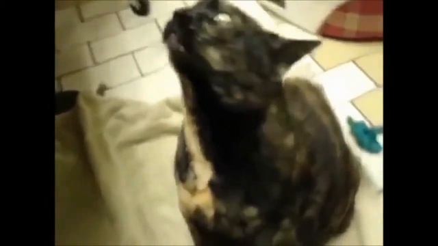 Бесподобные кошки - Funny cats. Прикольные кошачьи серенады:) смотреть онлайн