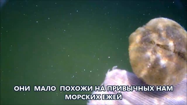 НАСТОЯЩИЙ МОРСКОЙ ЁЖ смотреть онлайн