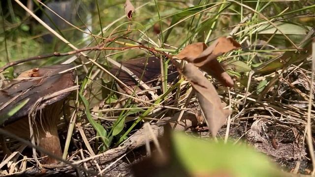 Pine Spike (Chroogomphus vinicolor) - All Mushrooms Are Magic смотреть онлайн