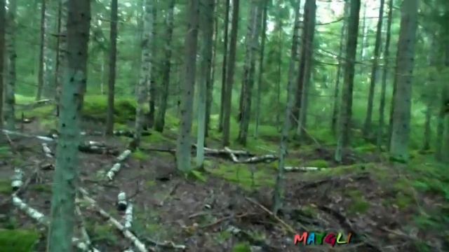 Паутинники Сизо Голубые и другие грибы. Лисички смотреть онлайн