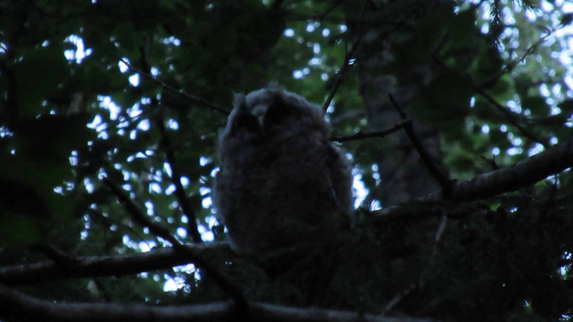 Совёнок пищит. Видео снято белой ночью в лесу смотреть онлайн