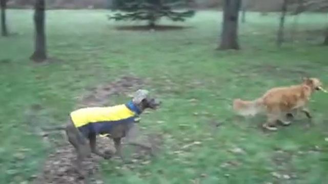Ryder the Weimaraner and Bailey the Golden смотреть онлайн
