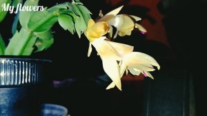 Как поливать Декабрист?Полив во время цветения.