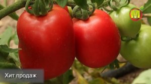 ? Сорт Томата 2021 года. Вкусный Томат - Столыпин.