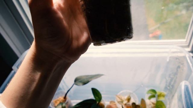 Houseplant Care & Chores | Watering, Repotting, Chopping, Prop Box Update