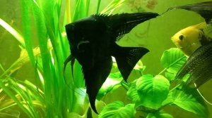 Скалярии любимые -3